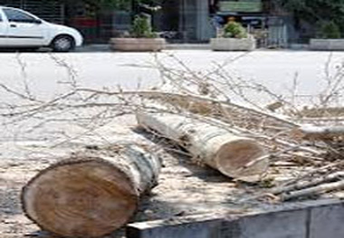 درختان، اولین قربانی مترو