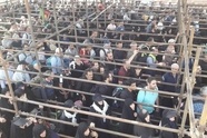 آمار تردد زائران اربعین در ۲۴ ساعت گذشته از مرز مهران