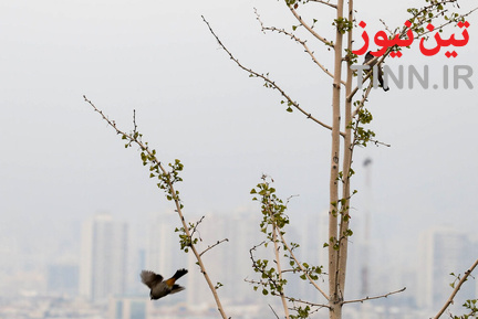 آلودگی هوای تهران