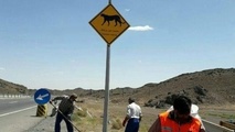 تابلو های هشدار عبور یوزپلنگ در جاده سمنان (عکس)