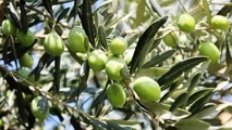 سمنان در تکاپوی جهش تولید و توسعه روغن زیتون