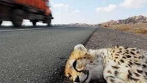 ورود مجلس به تلفات یوزهای ایرانی در جاده ها؛ قول وزیر راه برای ایمن سازی جاده میامی- سبزوار