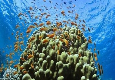 Ocean acidification a rising threat for Latin America and Caribbean
