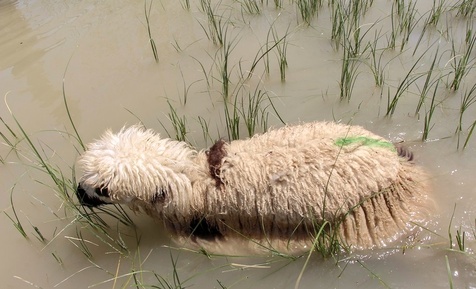 دریاچه هامون 