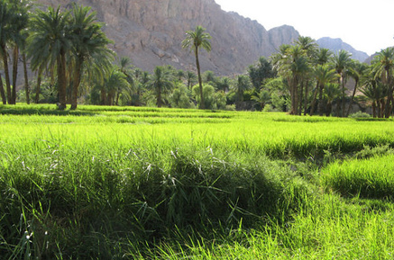 ازمیغان