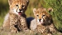 زایمان غیر منتظره یک یوز در فصل پاییز
