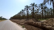 تکمیل فاز دوم محور گردشگری بوشهر
