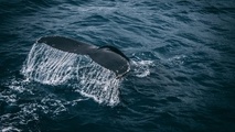 Panama Canal Reveals Speed Limits to Protect Whales