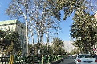 فیلم | قطع تاج درختان کهن سال شهر تهران توسط یک شرکت خارجی/ آقای زاکانی کجا هستید؟
