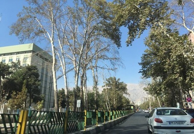 فیلم | قطع تاج درختان کهن سال شهر تهران توسط یک شرکت خارجی/ آقای زاکانی کجا هستید؟