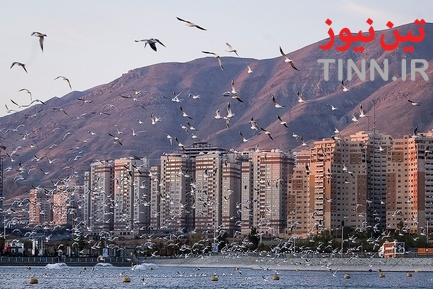 تهران؛ میزبان «پرندگان سیبری»