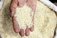  تصمیمات اشتباه دولت بازار برنج را به قحطی رساند/ بعد از بحران برنج منتظر بحران روغن باشید/ دولتمردانی داریم که حتی جمع و تفریق ساده بودجه کالاهای اساسی را بلد نیستند!