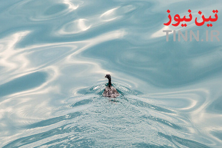 عملیات پاکسازی جزیره خارگ از آلودگی نفتی