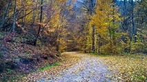 UNESCO Adds Iran’s Hyrcanian Forests to World Heritage List