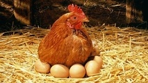کاهش ۱۰ درصدی قیمت مرغ و تخم مرغ