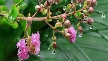 پیش بینی نوروز بارانی و سرد برای یزد