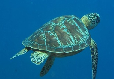 New online game educates in marine life challenges
