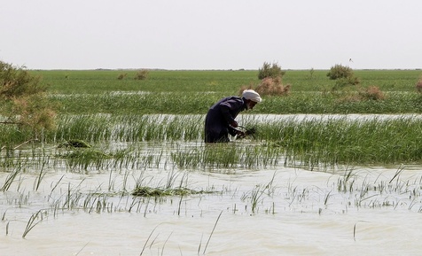 دریاچه هامون 