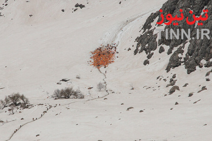 کولبر
