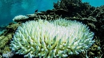Humans can ease climate change impacts on oceans, experts say