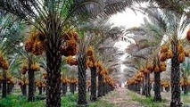 طرح نخیلات و چاه مزرعه ای برای مقابله با خشکسالی دراستان بوشهراجرا می شود