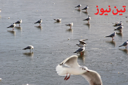 بارش برف در ارسباران،‌ بهشهر و لاهیجان