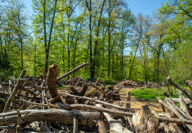 Network Rail and Forestry and Land Scotland complete £300k Glenfinnan biodiversity project