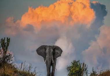 UGANDA PLANS TO BECOME CHAMPION OF TOURISM IN AFRICA