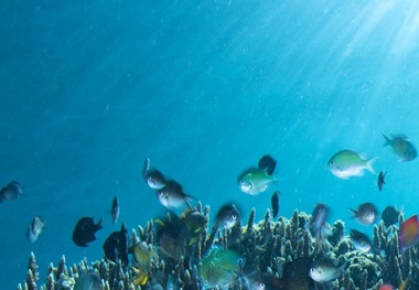 Industry progress noted towards ocean protection treaty