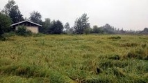 شالیکاران برای جلوگیری ازخسارت شالیزارها در هوای بارانی درو نکنند