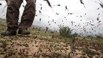 عملیات سم‌پاشی برای مقابله با هجوم ملخ‌ها به هرمزگان و جنوب کرمان