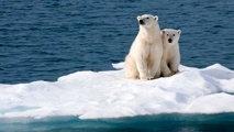 New WWF guide helps ships avoid vulnerable Arctic species