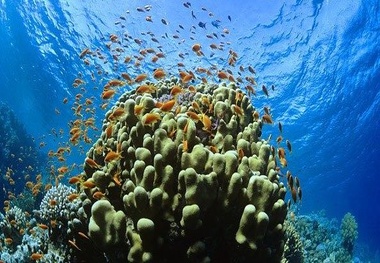 Chile to create marine protected area