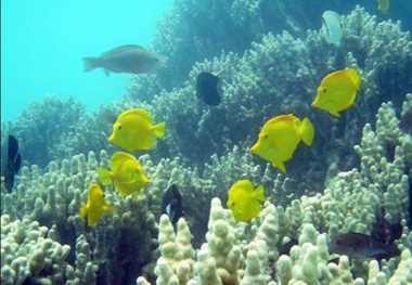 Chile sets world’s largest Marine Protected Area