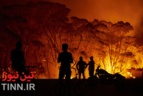 نیم میلیارد گونه جانوری و گیاهی در جنگل‌های استرالیا سوختند